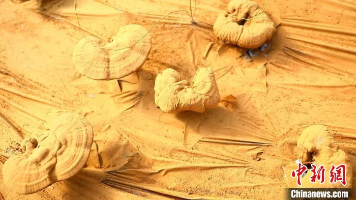 圖為靈芝基地內(nèi)孢子粉布滿塑料膜?！〉录?攝