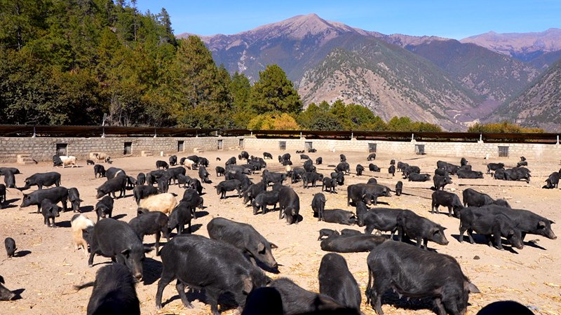 養(yǎng)殖基地里的藏香豬。