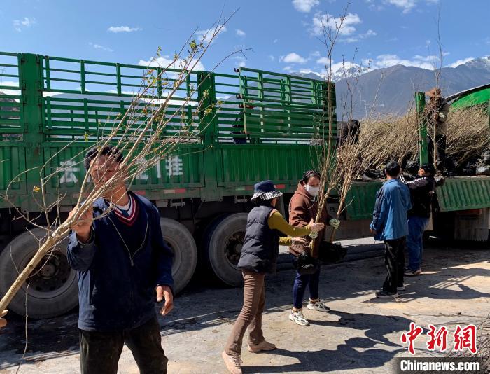 民眾搬運(yùn)苗木?！〔际忻⒖悼h委宣傳部供圖