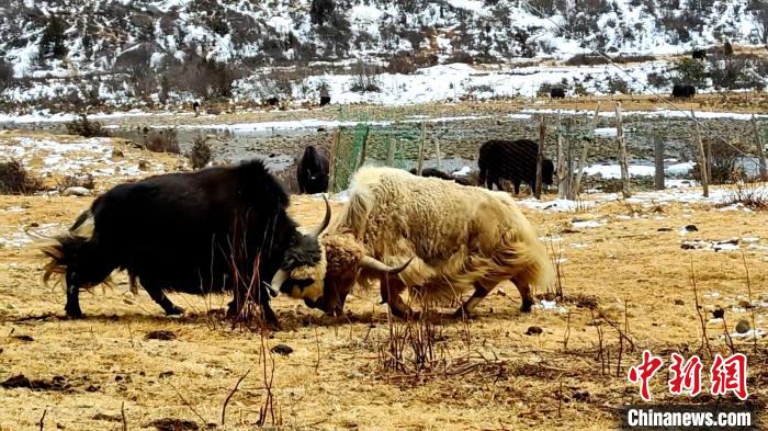 圖為角木那村生態(tài)散養(yǎng)的牦牛正在嬉戲?！“蜕Ｇ?　攝