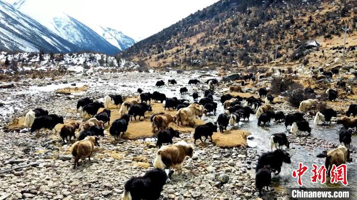 圖為角木那村生態(tài)散養(yǎng)的牦牛正在覓食?！『槿艉?攝