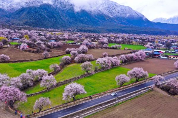 人間桃花源！林芝桃花有多絕？