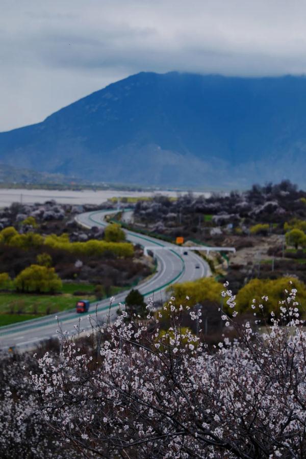 人間桃花源！林芝桃花有多絕？