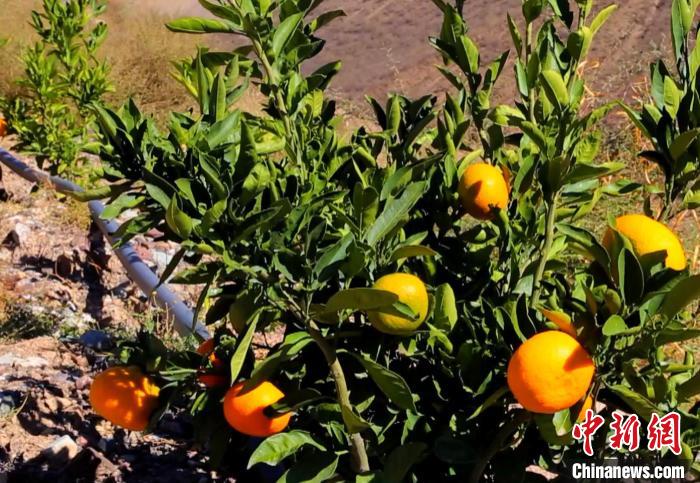 昌都芒康縣依托“兩江流域”干熱河谷地帶地理優(yōu)勢將康巴蜜橘、蘋果、甜石榴、葡萄、蜜桃等經(jīng)濟林木種植。　昌都市芒康縣委宣傳部供圖