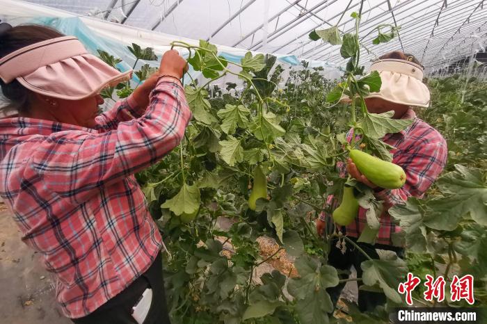 工作人員打理高原溫室大棚?！⒔ㄜ?攝