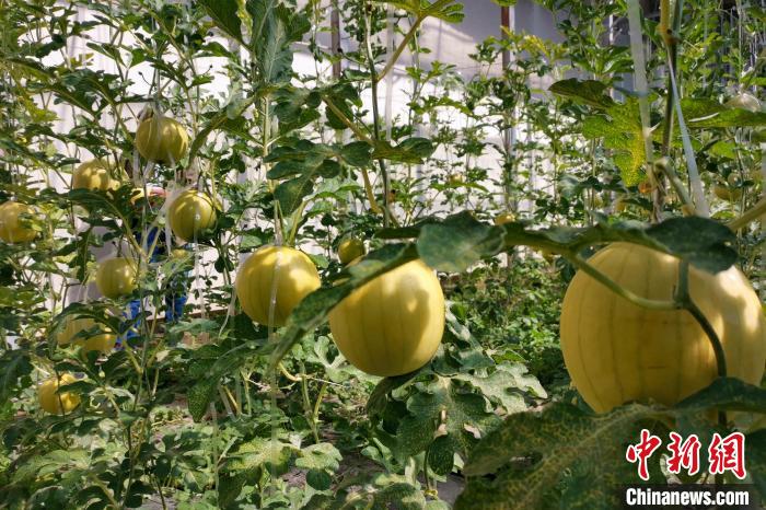 圖為康馬縣大棚內(nèi)的金太陽西瓜?！⒔ㄜ?攝