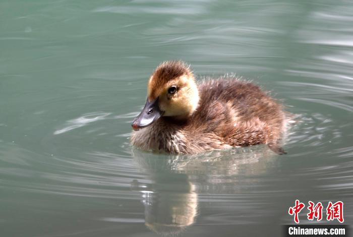 圖為6月22日，棲息在拉魯濕地的白眼潛鴨?！±盍?攝
