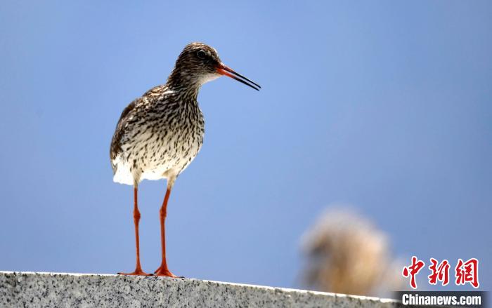 圖為6月22日，棲息在拉魯濕地的紅腳鷸。　李林 攝