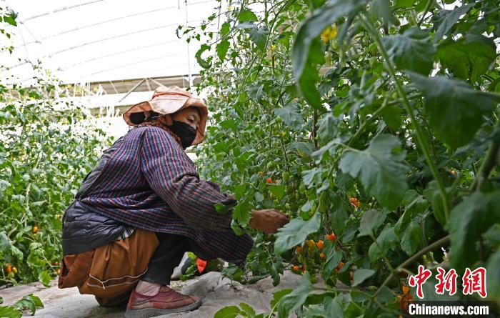 圖為巴珍在地里勞作?！≮w朗 攝