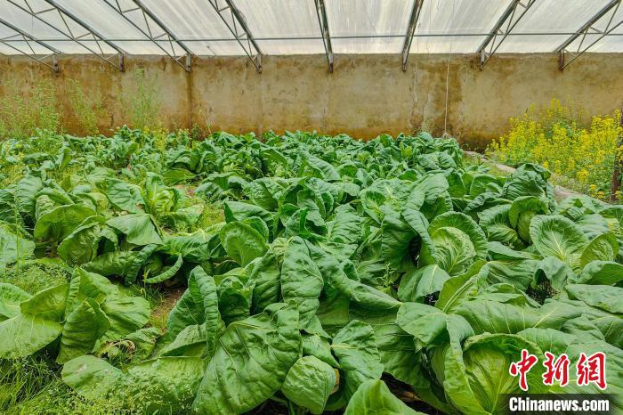 公珠湖執(zhí)勤點的大棚蔬菜，種菜是該執(zhí)勤點輪換民警們的日常。　龍小鳳 攝