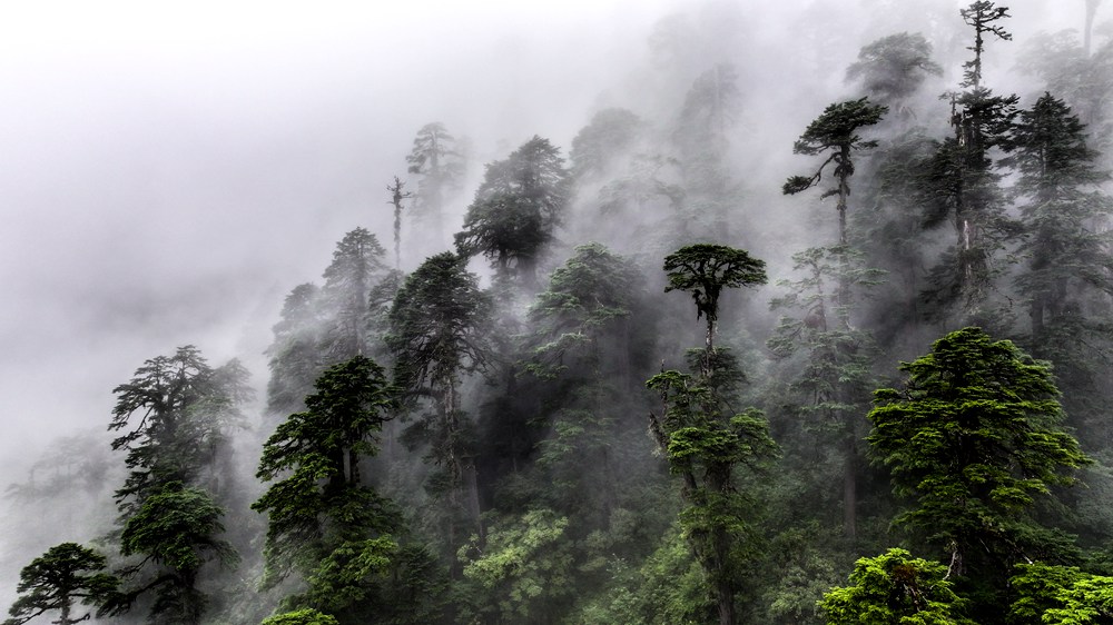 水霧蒸騰，滿目皆綠。張澤坤攝