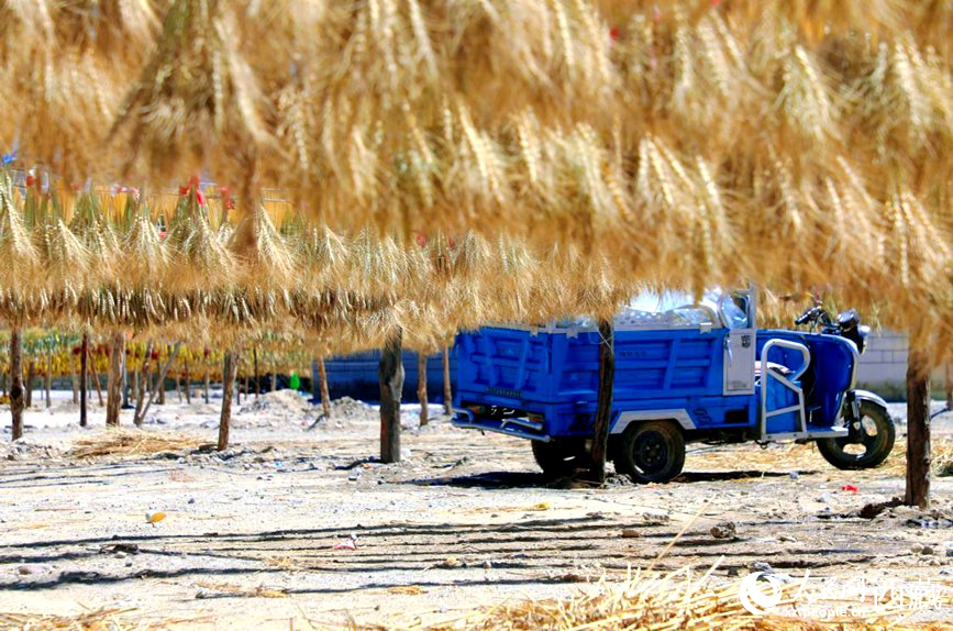 金燦燦的秋天，都是收獲。  人民網(wǎng) 李海霞攝