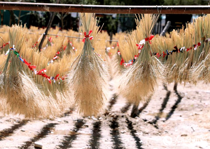 整個(gè)村莊沉浸在收獲的喜悅中。人民網(wǎng) 李海霞攝