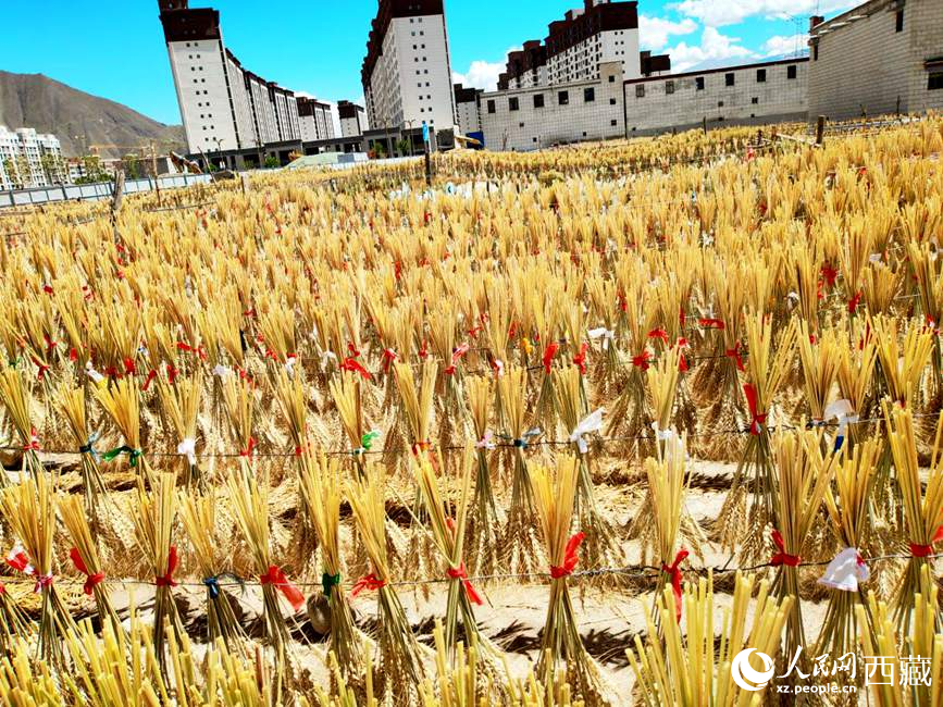 整個(gè)村莊沉浸在收獲的喜悅中。人民網(wǎng) 李海霞攝