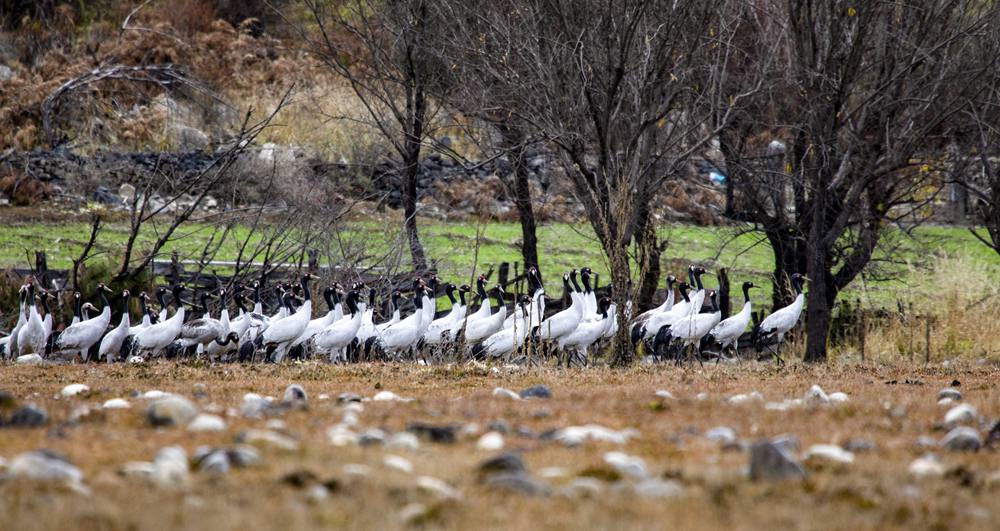黑頸鶴在濕地上閑庭信步。索多攝