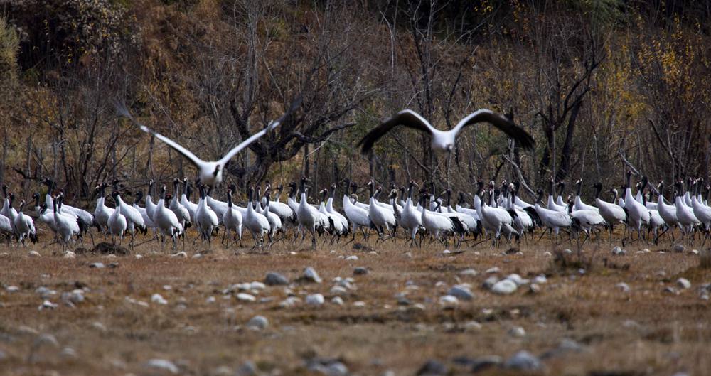 黑頸鶴蹁躚起舞美如畫。索多攝