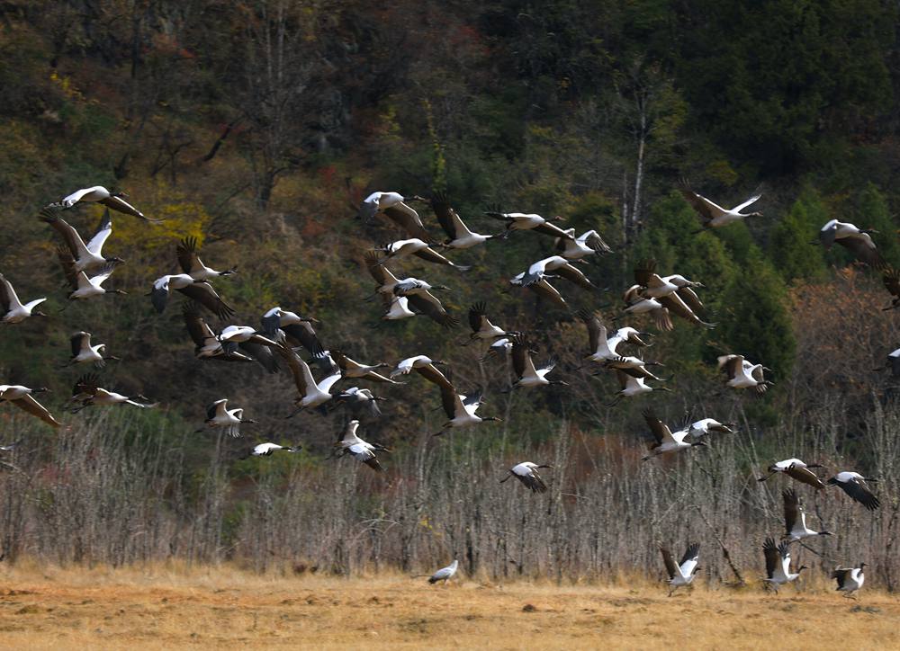 黑頸鶴蹁躚起舞美如畫。益西旦增攝