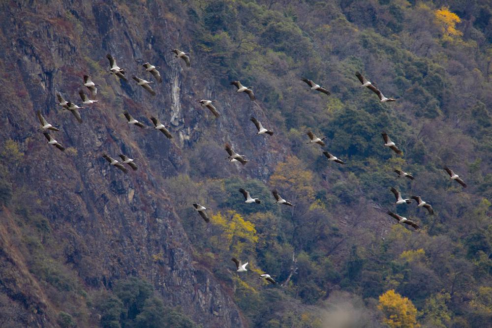黑頸鶴蹁躚起舞美如畫。索多攝