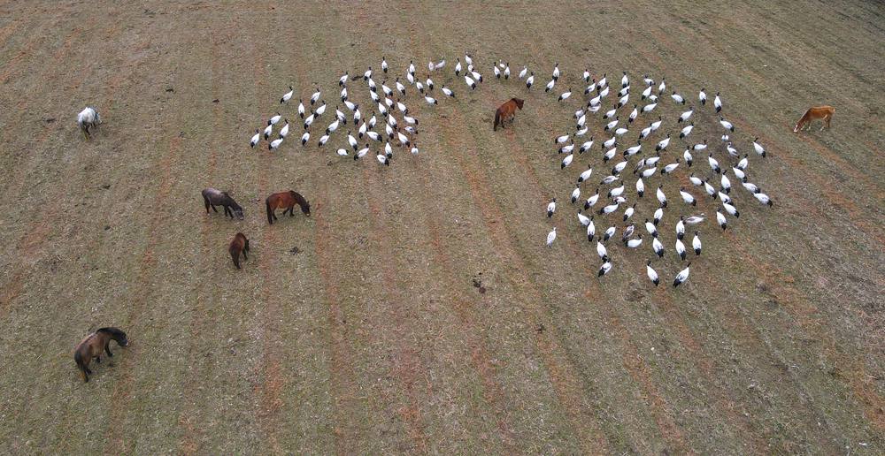 覓食中的黑頸鶴。益西旦增攝
