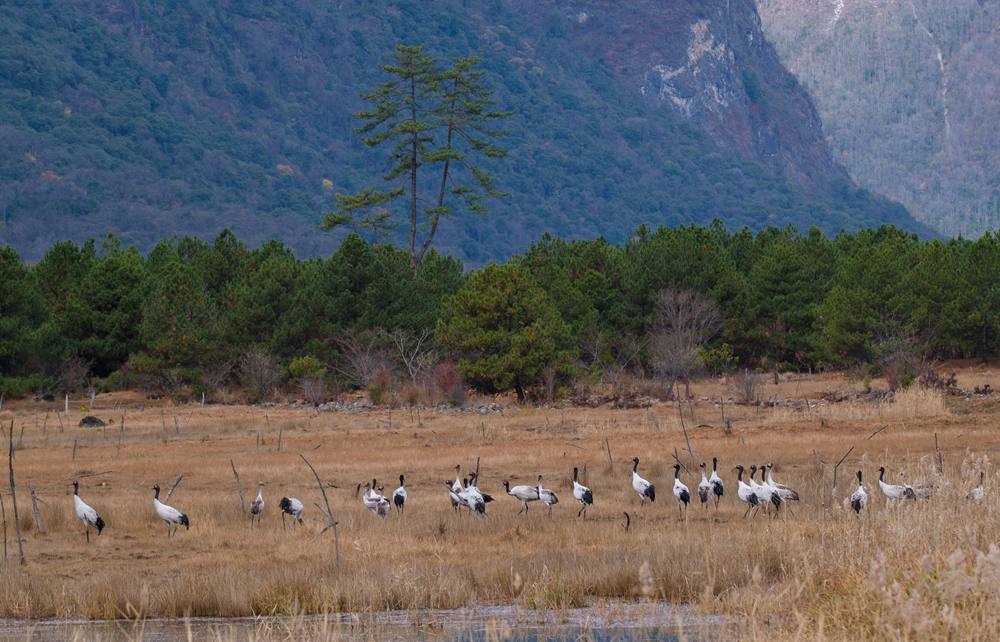 覓食中的黑頸鶴。扎頓攝