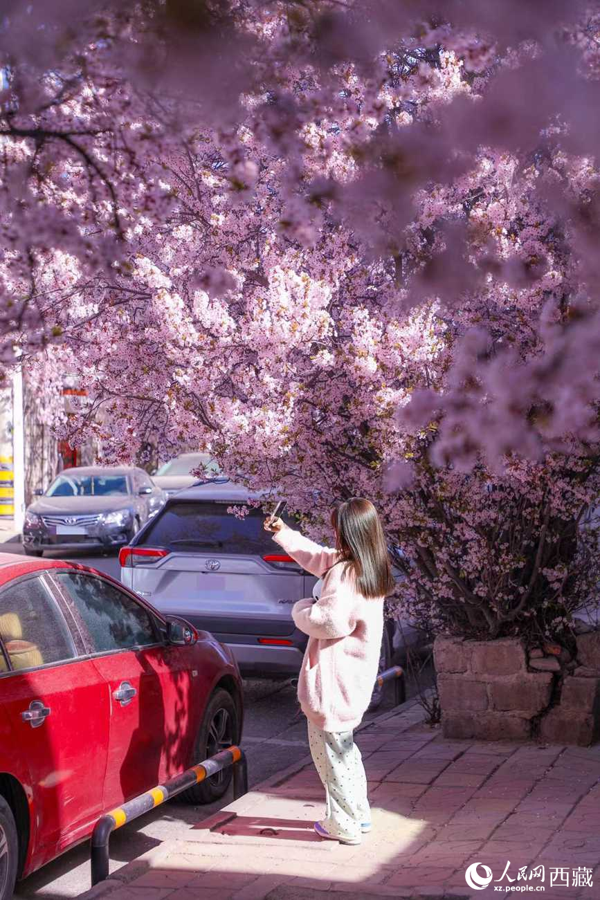 桃林下，拉薩市民游客樂享春光。人民網(wǎng)記者 次仁羅布攝