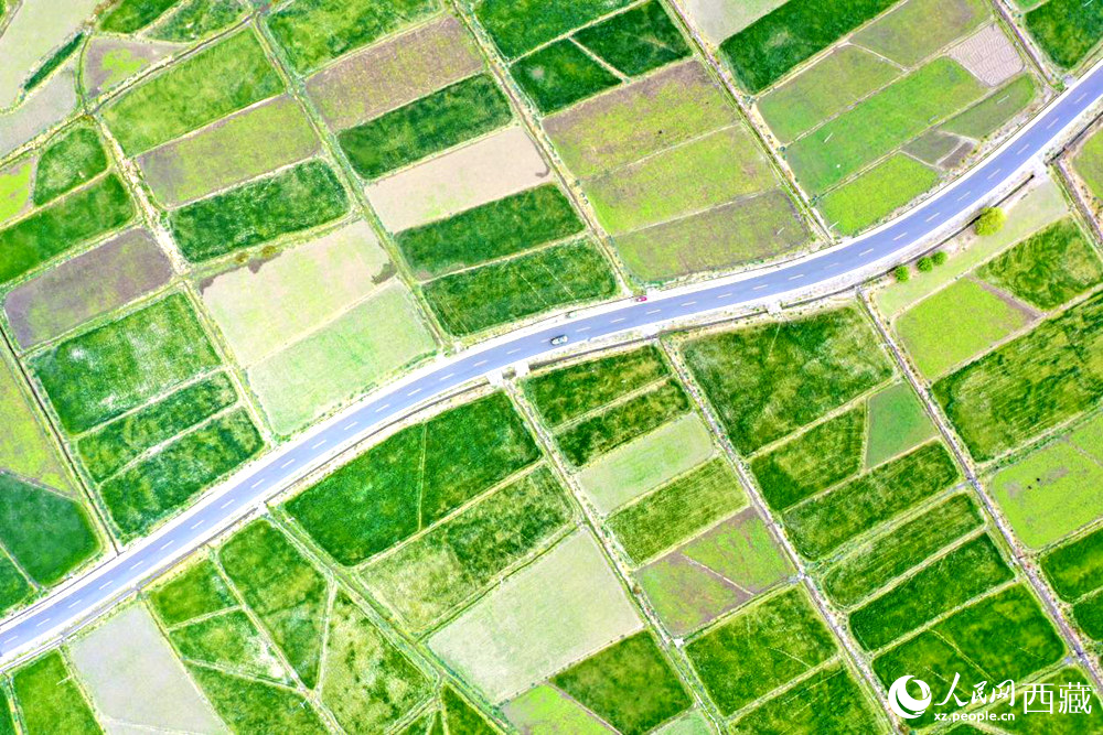 無人機視角下的西藏山南市瓊結(jié)農(nóng)田。人民網(wǎng)記者 次仁羅布攝