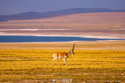 可愛(ài)壁紙上新！藏羚羊就是高原上的精靈吧