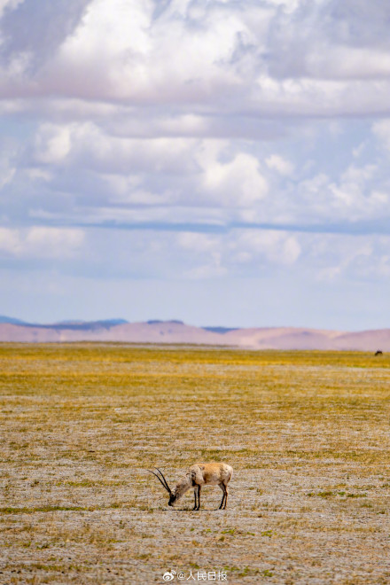 可愛(ài)壁紙上新！藏羚羊就是高原上的精靈吧