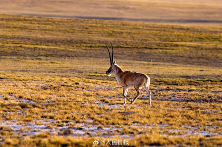 可愛(ài)壁紙上新！藏羚羊就是高原上的精靈吧