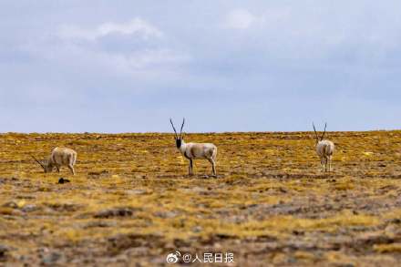 可愛(ài)壁紙上新！藏羚羊就是高原上的精靈吧