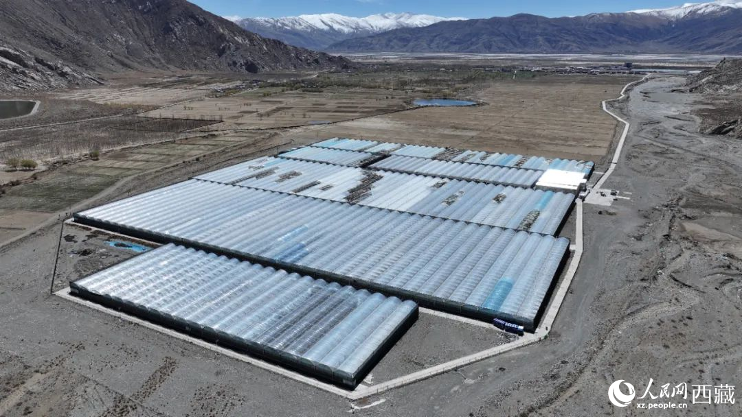 戈壁田園全景。次仁龍布攝