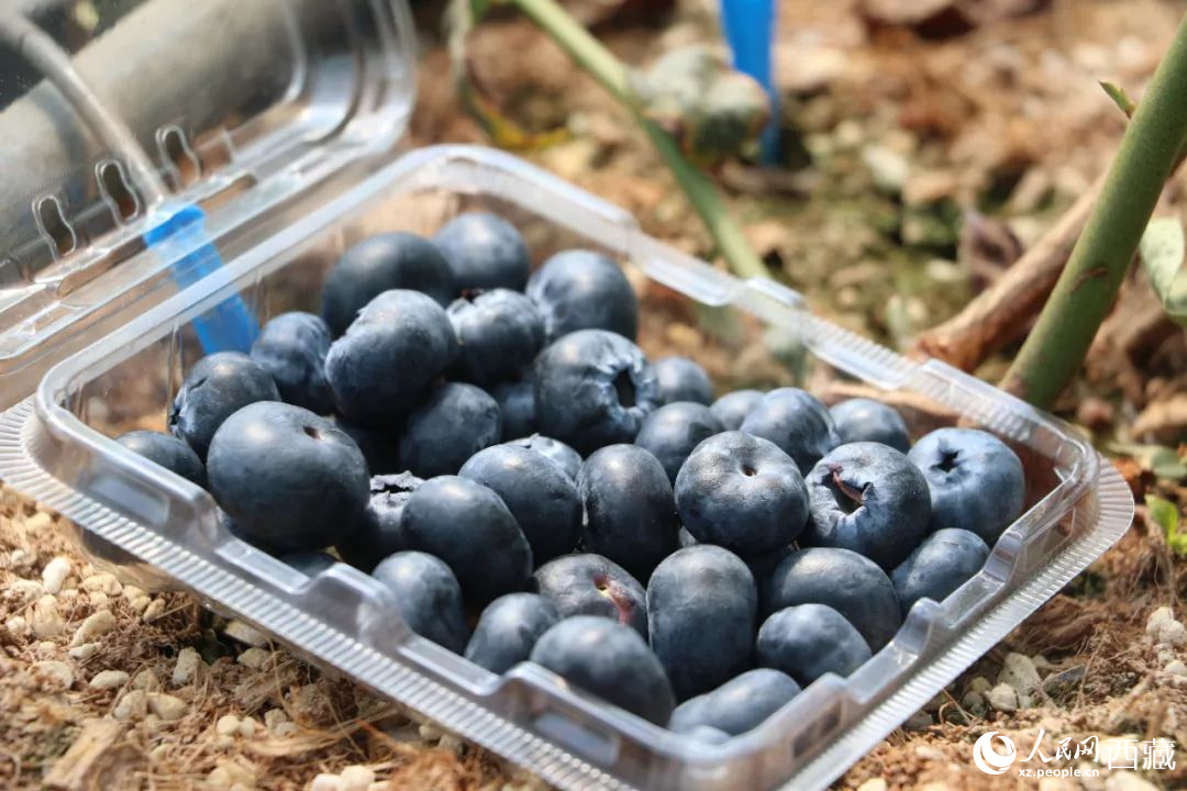 藍(lán)莓表面覆蓋著天然果霜。次仁龍布攝