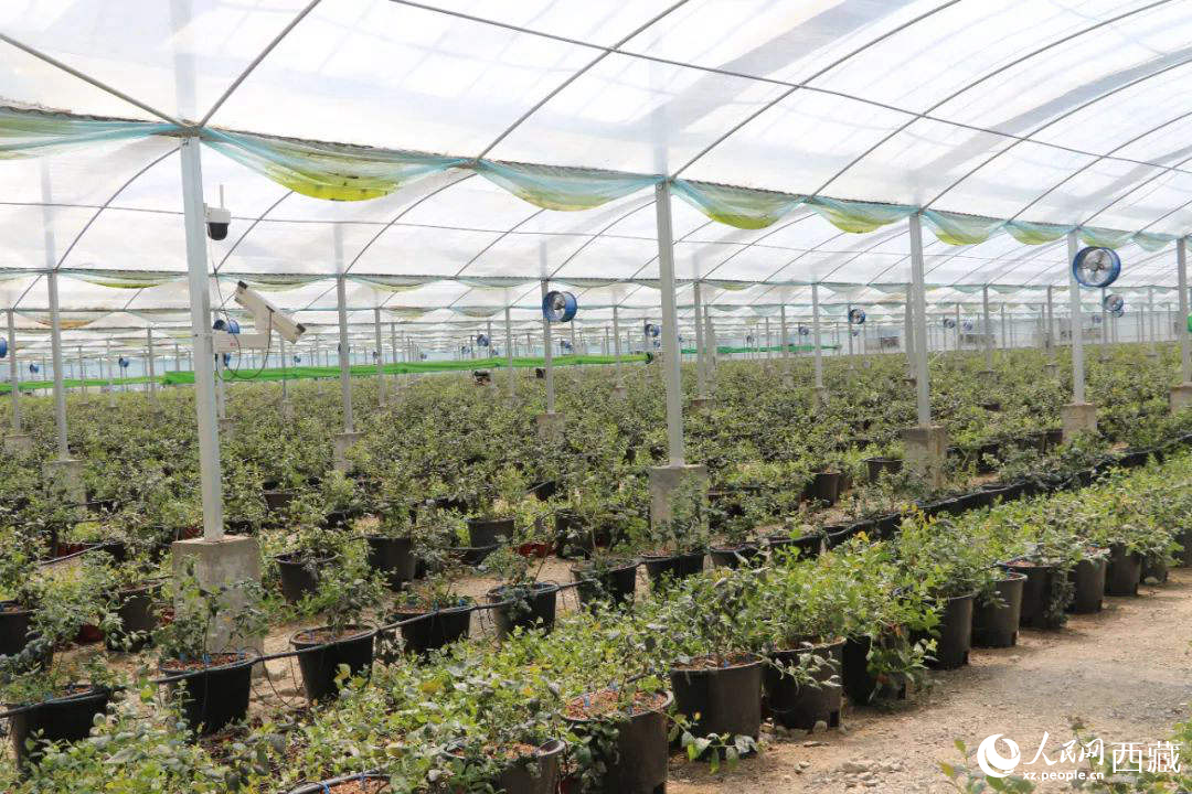 戈壁田園藍(lán)莓工業(yè)化種植基地。次仁龍布攝