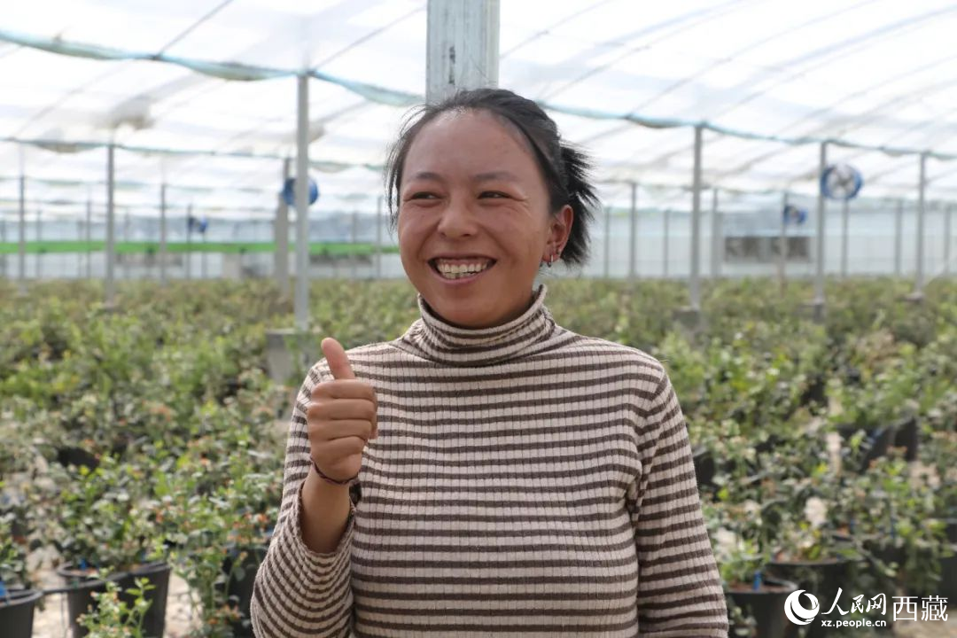 措姆品嘗自己精心照料的藍(lán)莓后，豎起了大拇指。次仁龍布攝