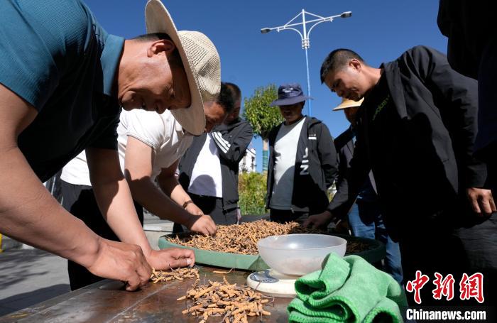 西藏拉薩：冬蟲夏草市場交易火爆