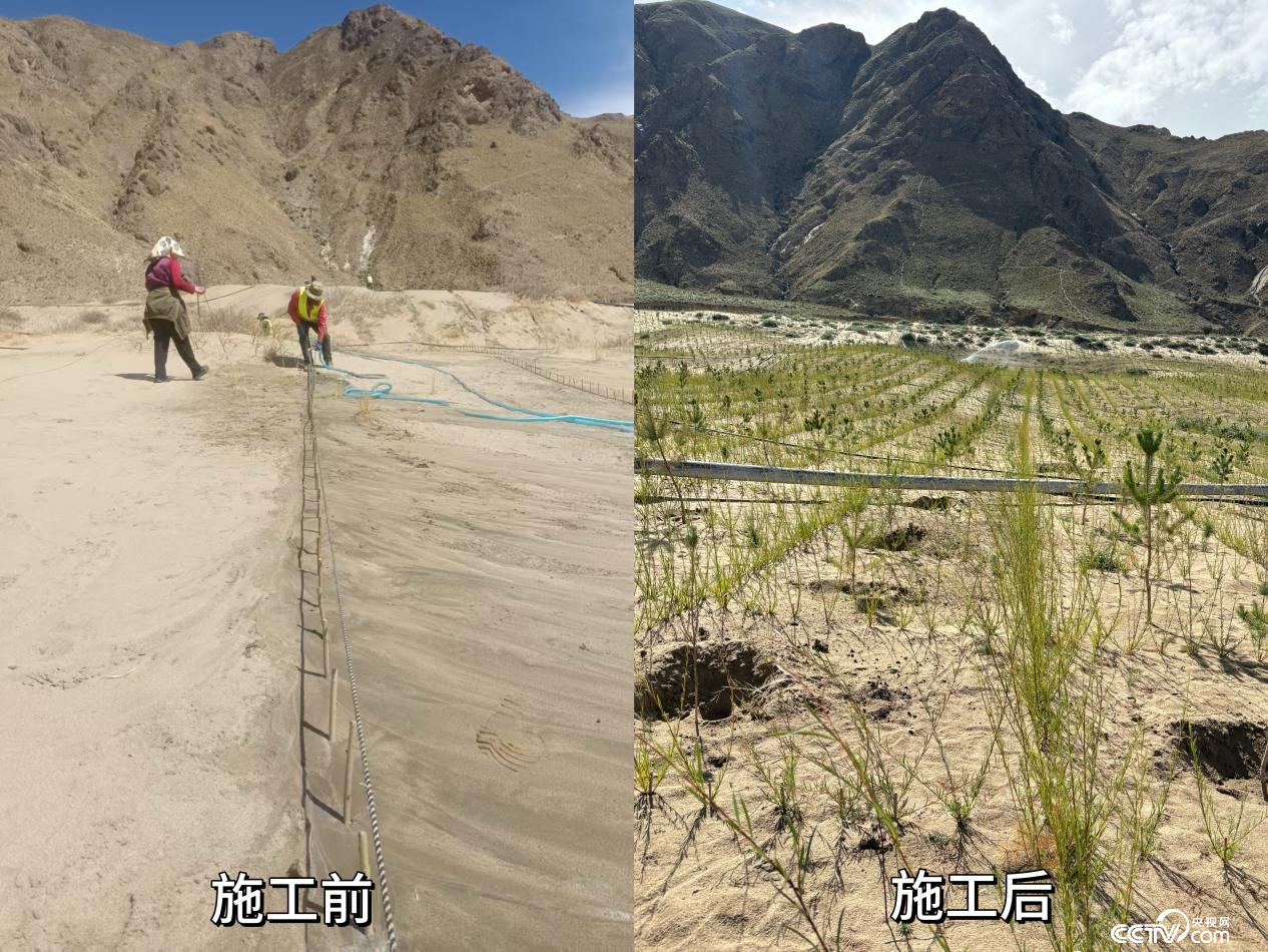 拉薩南北山綠化工程貢嘎段11號片區(qū)生態(tài)修復(fù)工程實(shí)施前后對比圖