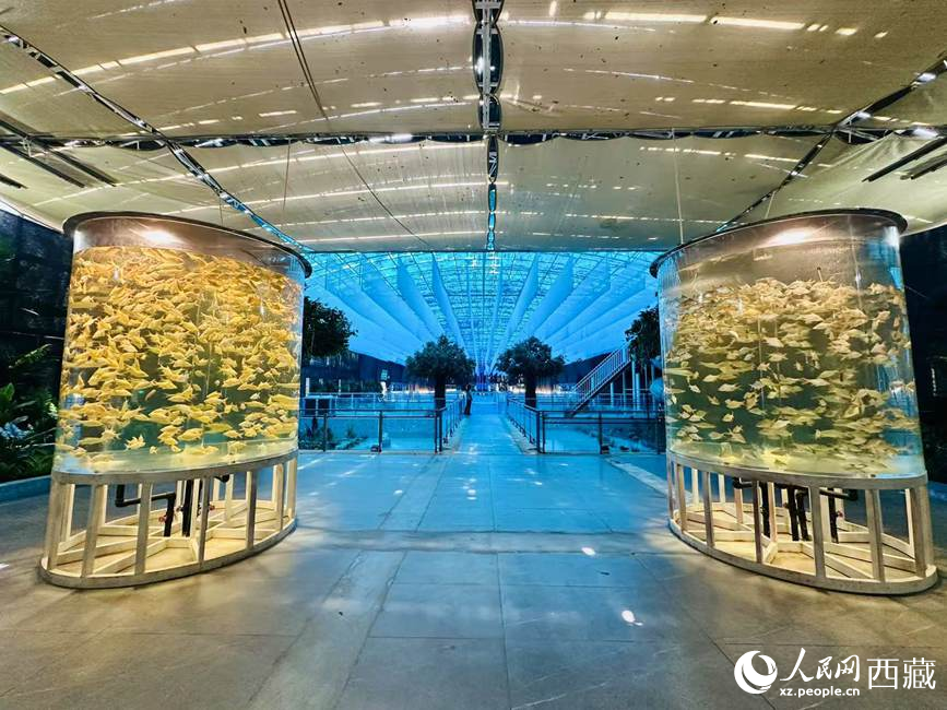 西普海洋公園。人民網(wǎng)記者 次仁羅布攝