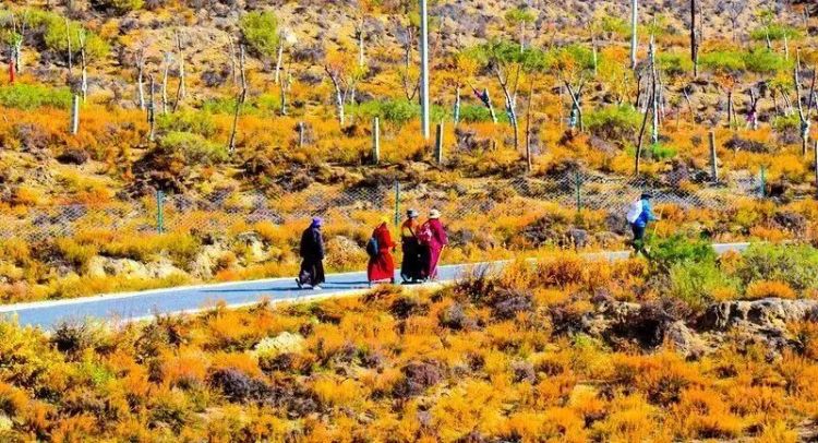 懂西藏的人，一定不會錯過林芝的秋天