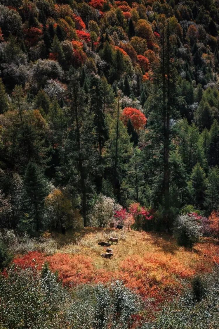 懂西藏的人，一定不會錯過林芝的秋天