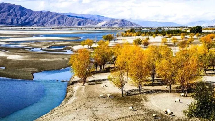 懂西藏的人，一定不會錯過林芝的秋天