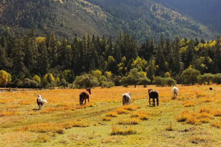 懂西藏的人，一定不會錯過林芝的秋天