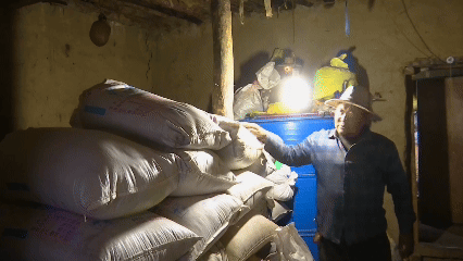 青稞“蛻變”，牦牛“出圈”！看西藏農(nóng)牧民的“十四五”豐收答卷