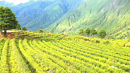 青稞“蛻變”，牦?！俺鋈Α?！看西藏農(nóng)牧民的“十四五”豐收答卷