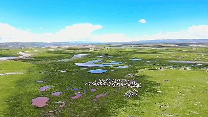 青稞“蛻變”，牦牛“出圈”！看西藏農(nóng)牧民的“十四五”豐收答卷