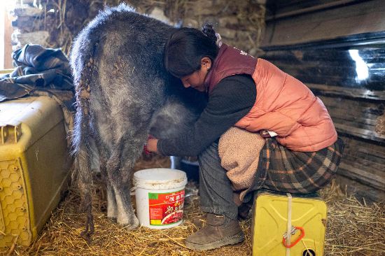 次仁普尺正在擠牛奶。人民網(wǎng)記者 翁奇羽攝