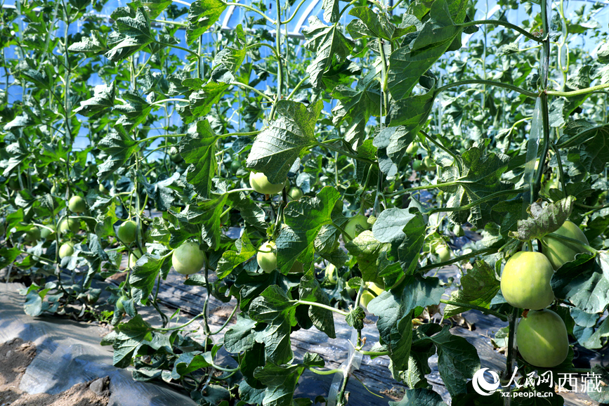 溫室中種植的瓜類作物果實累累。人民網(wǎng)記者 吳雨仁攝