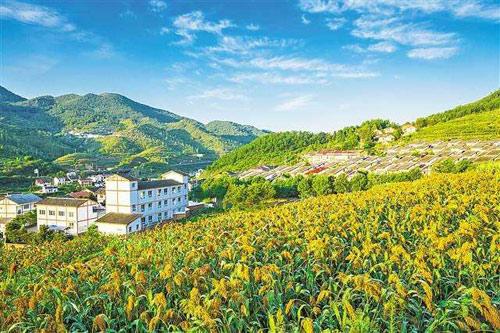 【理上網(wǎng)來o輝煌十九大】鄉(xiāng)村振興戰(zhàn)略：更綜合、全面、系統(tǒng)的發(fā)展戰(zhàn)略