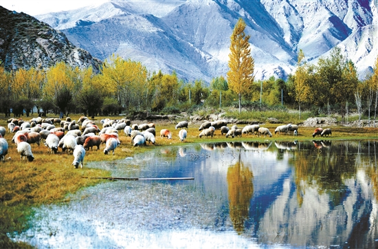 曲水縣郊外的怡人風(fēng)景。 拉薩日?qǐng)?bào) 平措旺堆攝.jpg