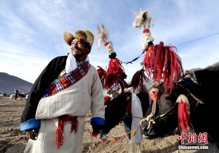 資料圖為2013年3月16日，拉薩市堆龍德慶區(qū)德慶村的農(nóng)民牽著牦牛參加春耕儀式，按照傳統(tǒng)方式由牦牛開第一犁。 <a target='_blank' href='/'><p  align=