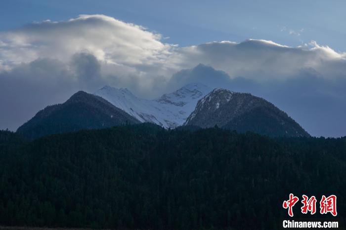 西藏波密縣的原始森林與雪山風(fēng)光。　江飛波 攝